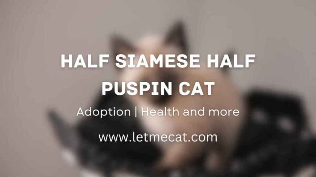 Half Siamese Half Puspin Cat, Adoption, health with an image of siamese cat