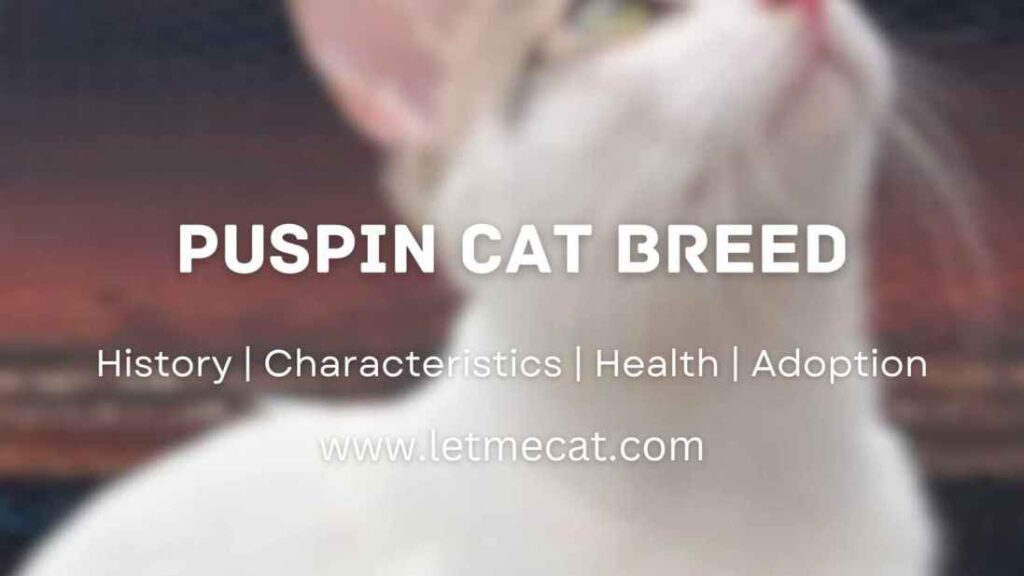 Puspin Cat Breed: History, Characteristics,adoption, Health, and more and a puspin cat image