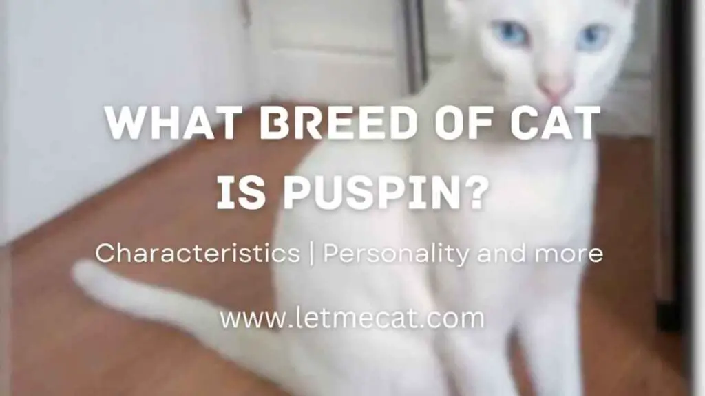 What Breed of Cat is Puspin, personality, characteristics and an image of puspin cat