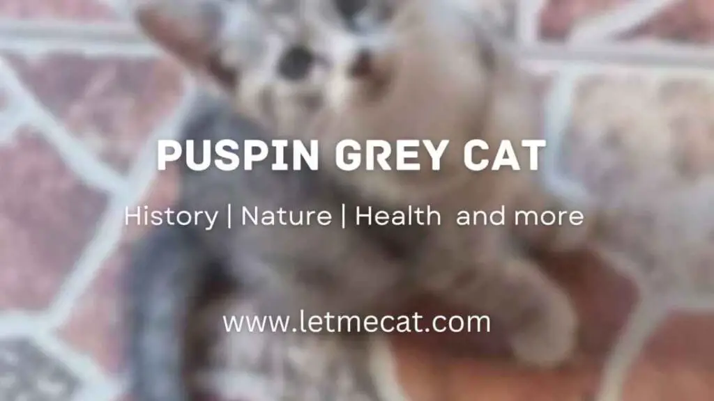 Puspin Grey cat, Health History, Nature, and a pusin grey cat image