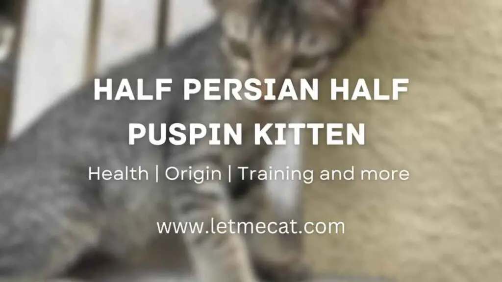 Half Persian Half Puspin Kitten
