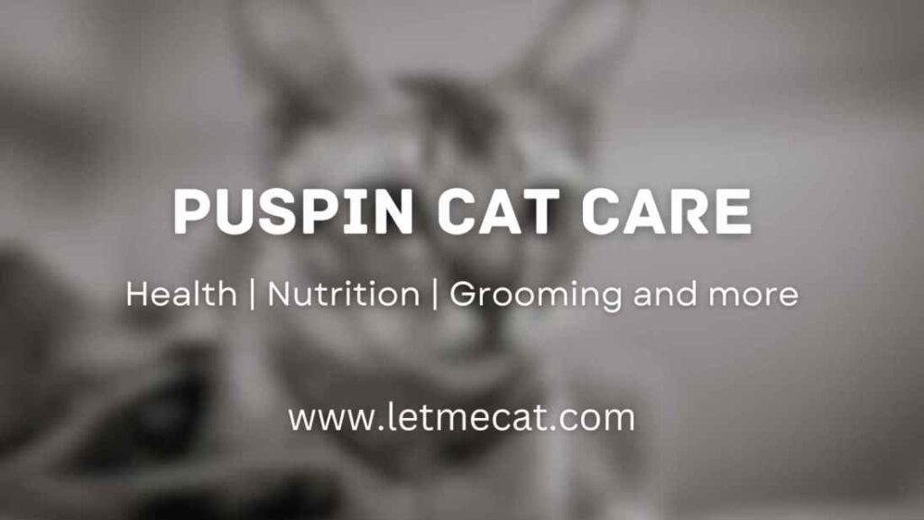 Puspin Cat Care, health, nutrition, grooming and a puspin cat image