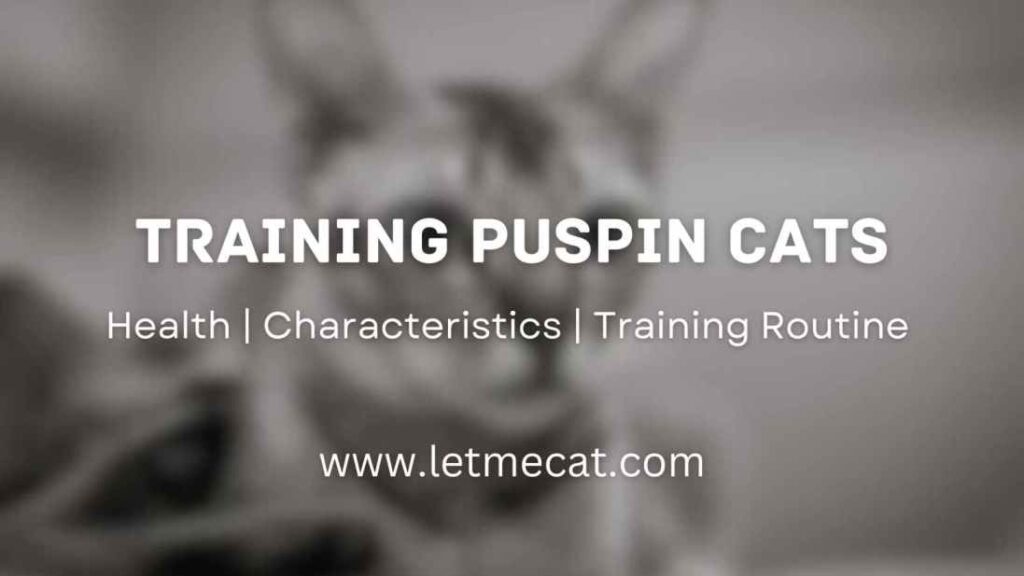 Training Puspin Cats, health, characteristics, training routine and an image of puspin cat