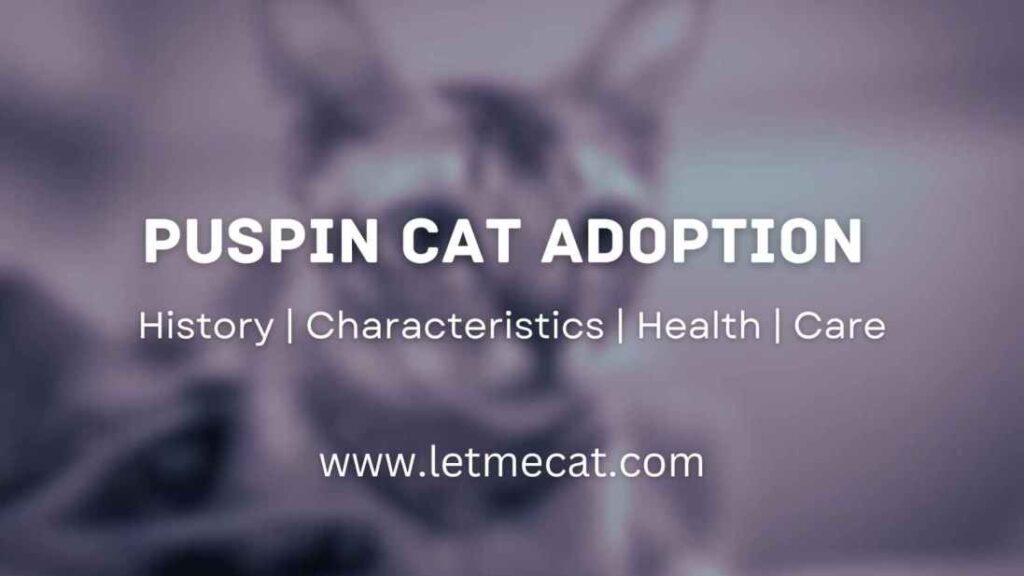 Puspin Cat Adoption, Care, History, Characteristics, Health and an image of puspin cat