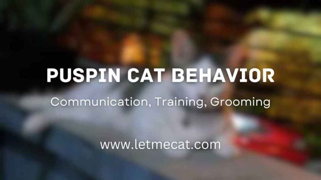 Puspin Cat Behavior, Training, Communication, Grooming and an image of puspin cat