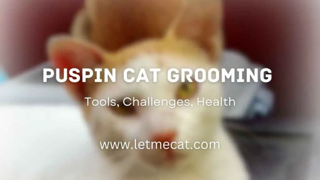 Puspin Cat Grooming, Challenges, tools, Health and an image of puspin cat