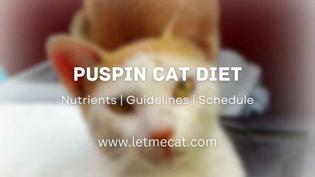 Puspin Cat Diet, Nutrients, Guidelines, Feeding Schedule and an image of puspin cat