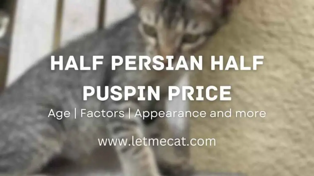 Half Persian Half Puspin Price and an image of Half Persian Half Puspin Cat