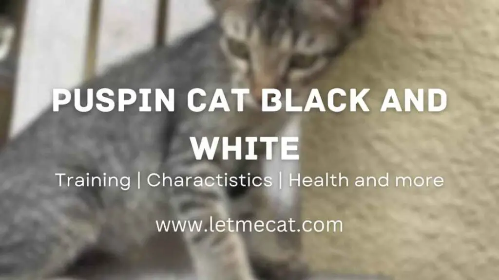 Puspin Cat Black and White, training, Characteristics, Health and an image of puspin cat