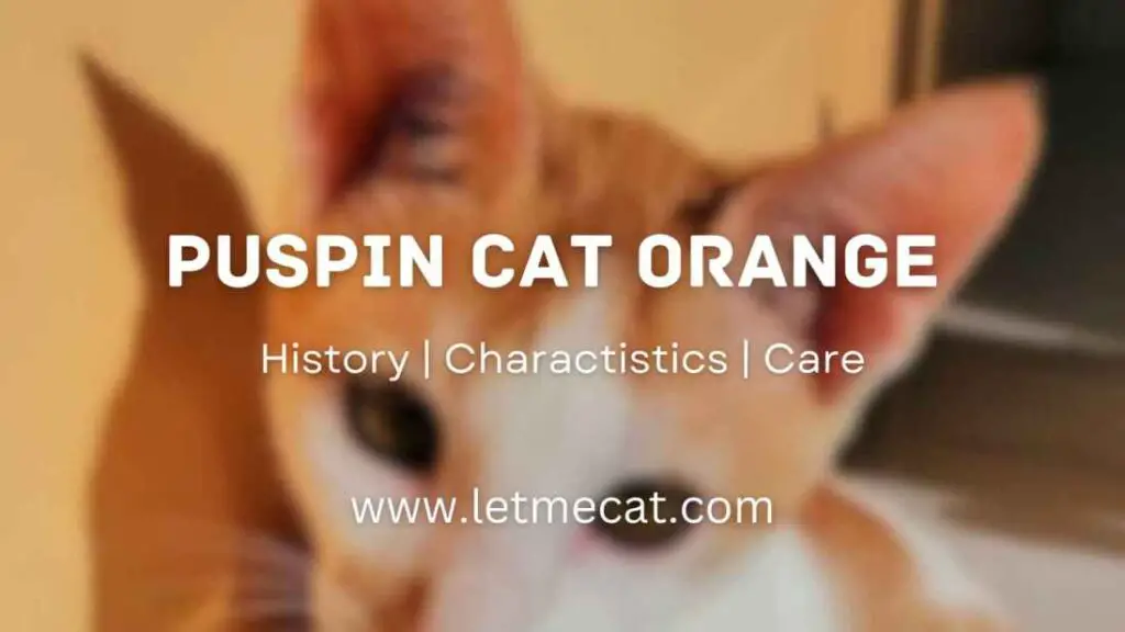 Puspin Cat Orange, Characteristics, history, Care, and an image of puspin cat orange