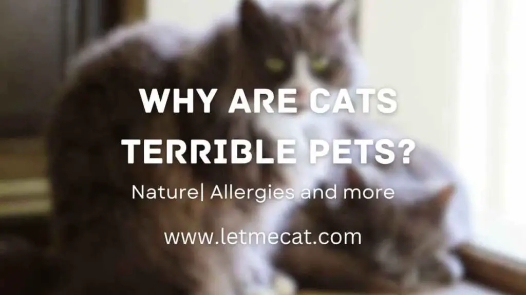 Why Are Cats Terrible Pets and a image of cats