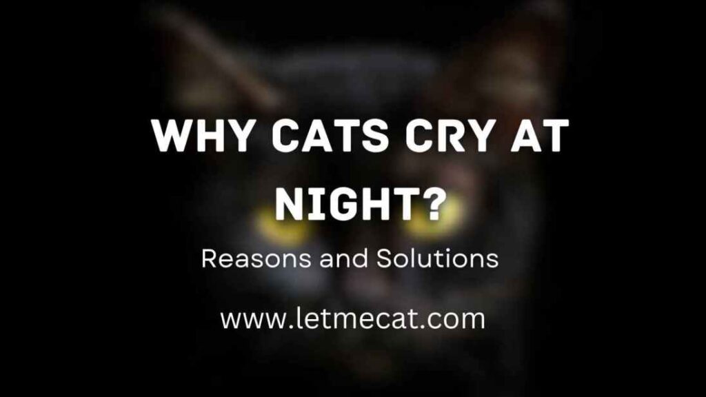 Why Cats Cry at Night and an image of cat