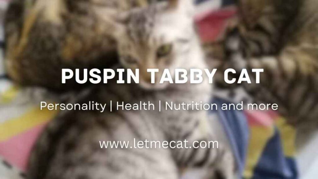 Puspin Tabby Cat