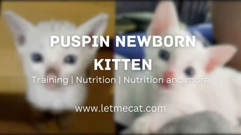 Puspin Newborn Kitten and an image of siamese kittens