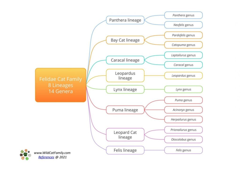 felidae family tree chart